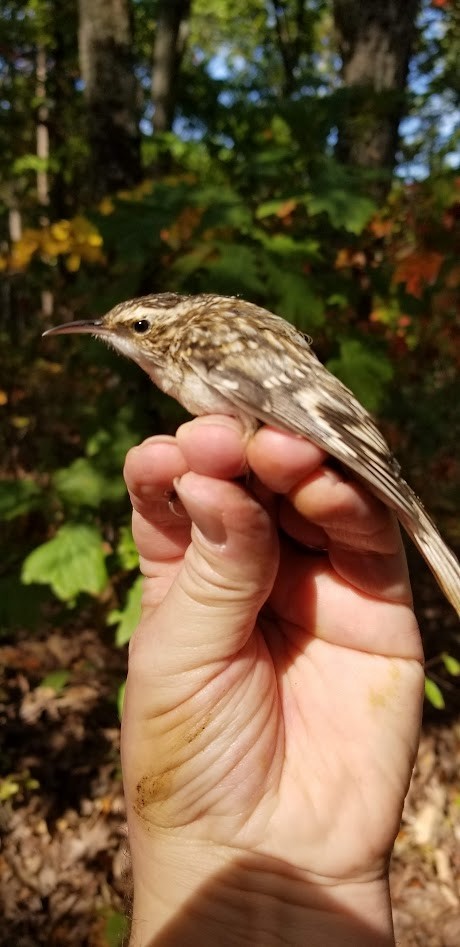 Grimpereau brun - ML640517834