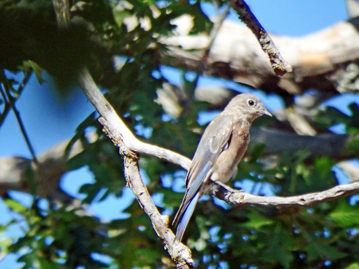 Western Bluebird - ML640517837