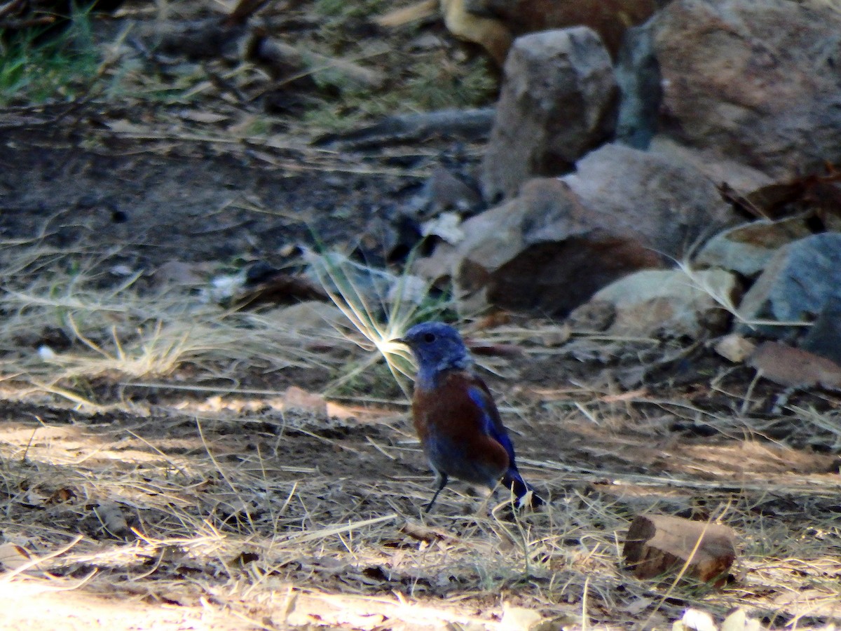 Western Bluebird - ML640517839