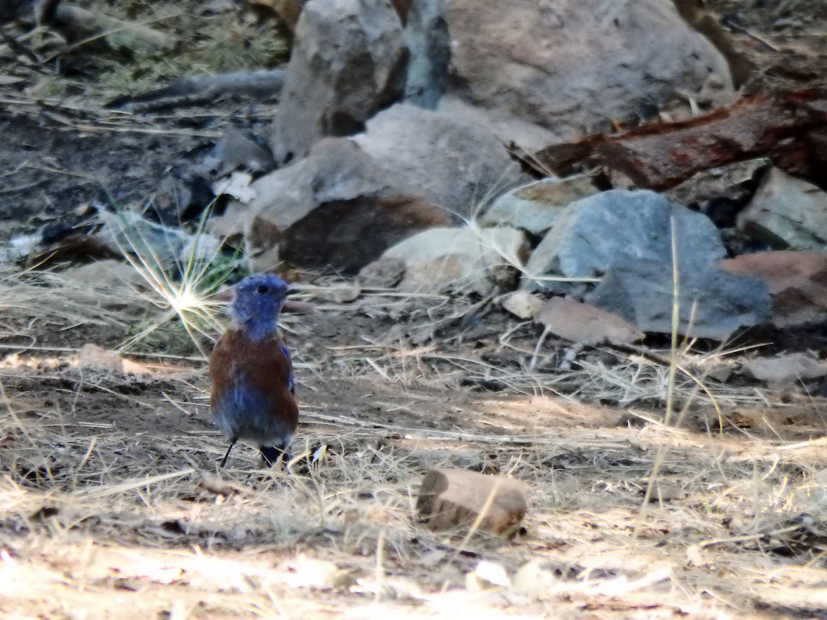 Western Bluebird - ML640517840