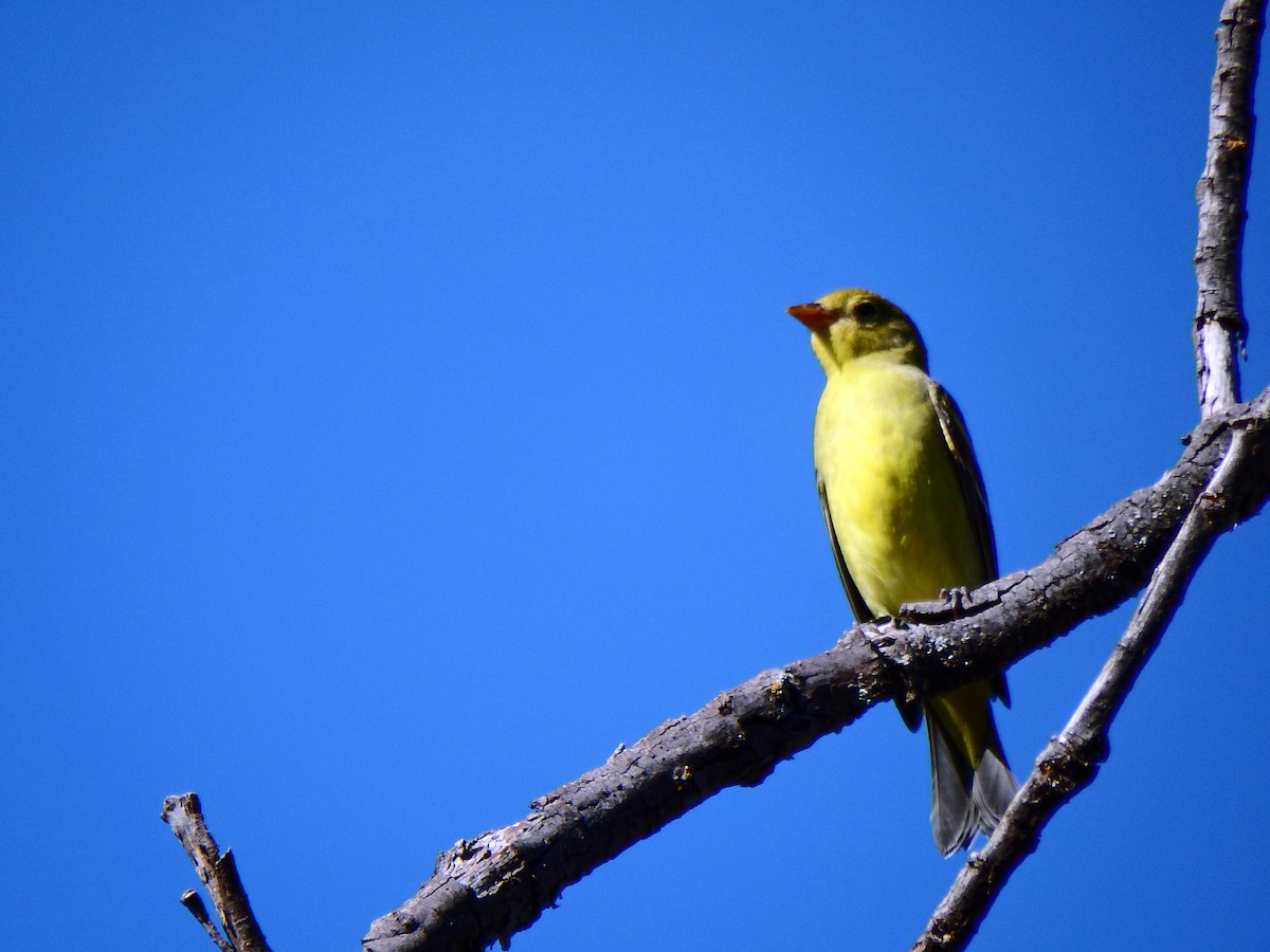 Western Tanager - ML640517846