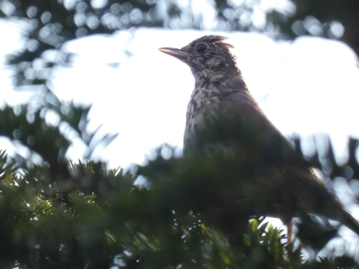 Song Thrush - ML640517862