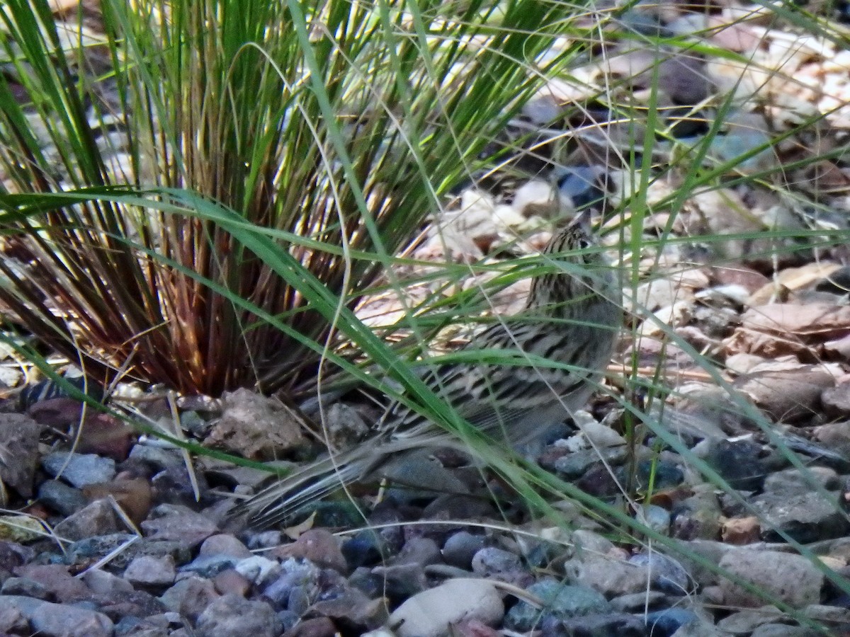Brewer's Sparrow - ML640517875
