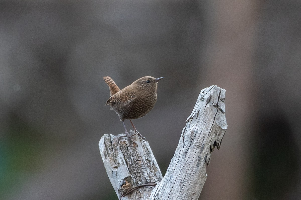 Eurasian Wren - ML640517879