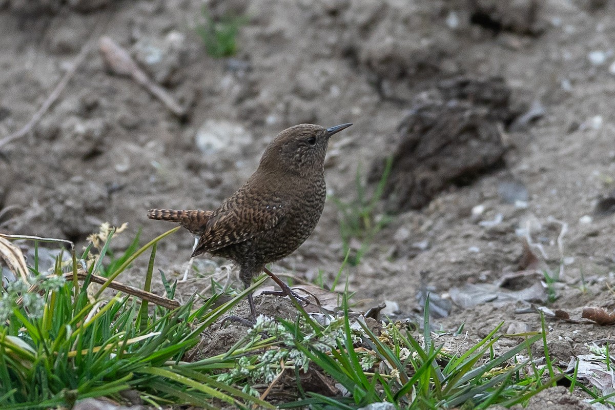 Eurasian Wren - ML640517885