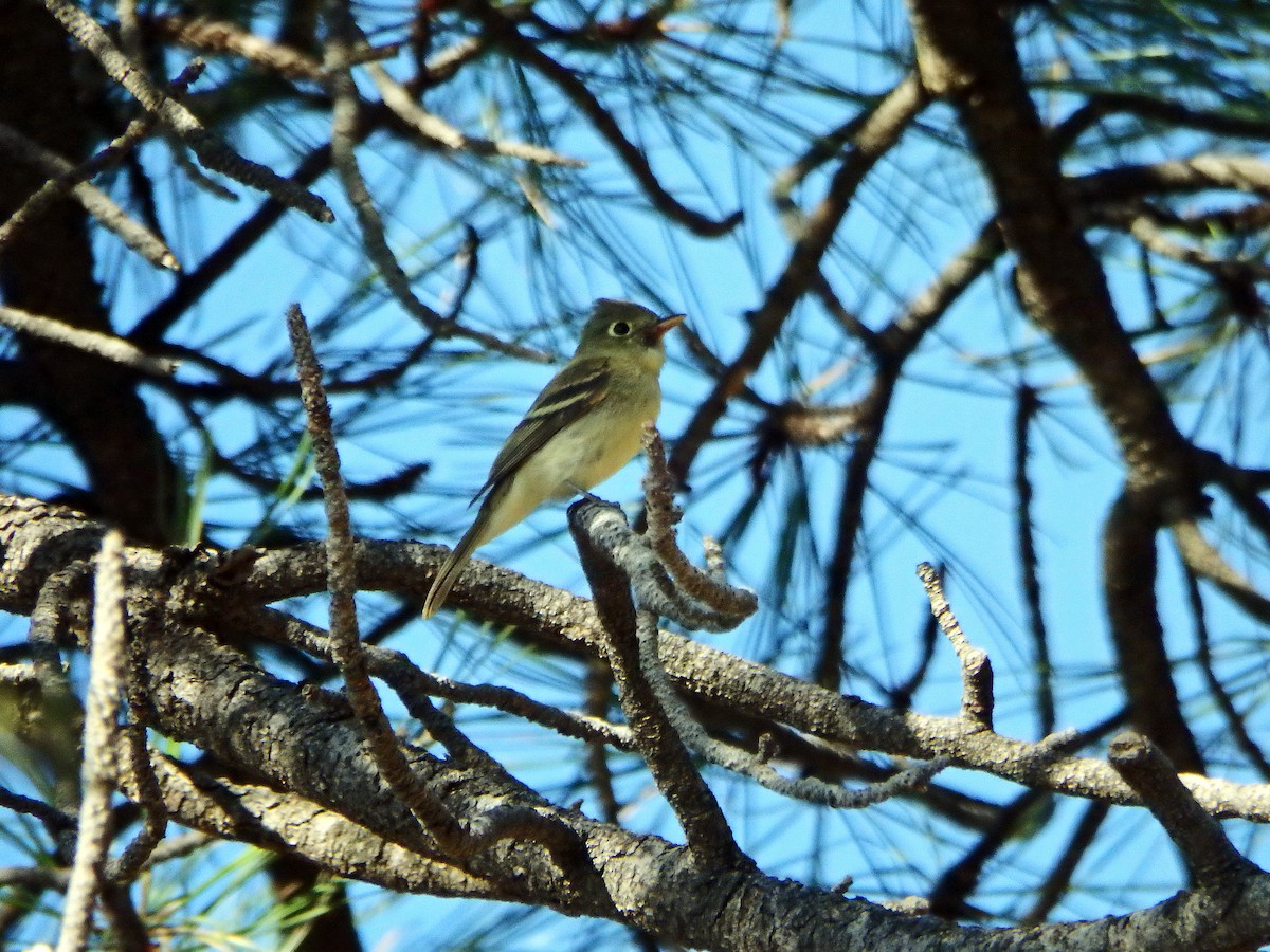 Western Flycatcher - ML640517890