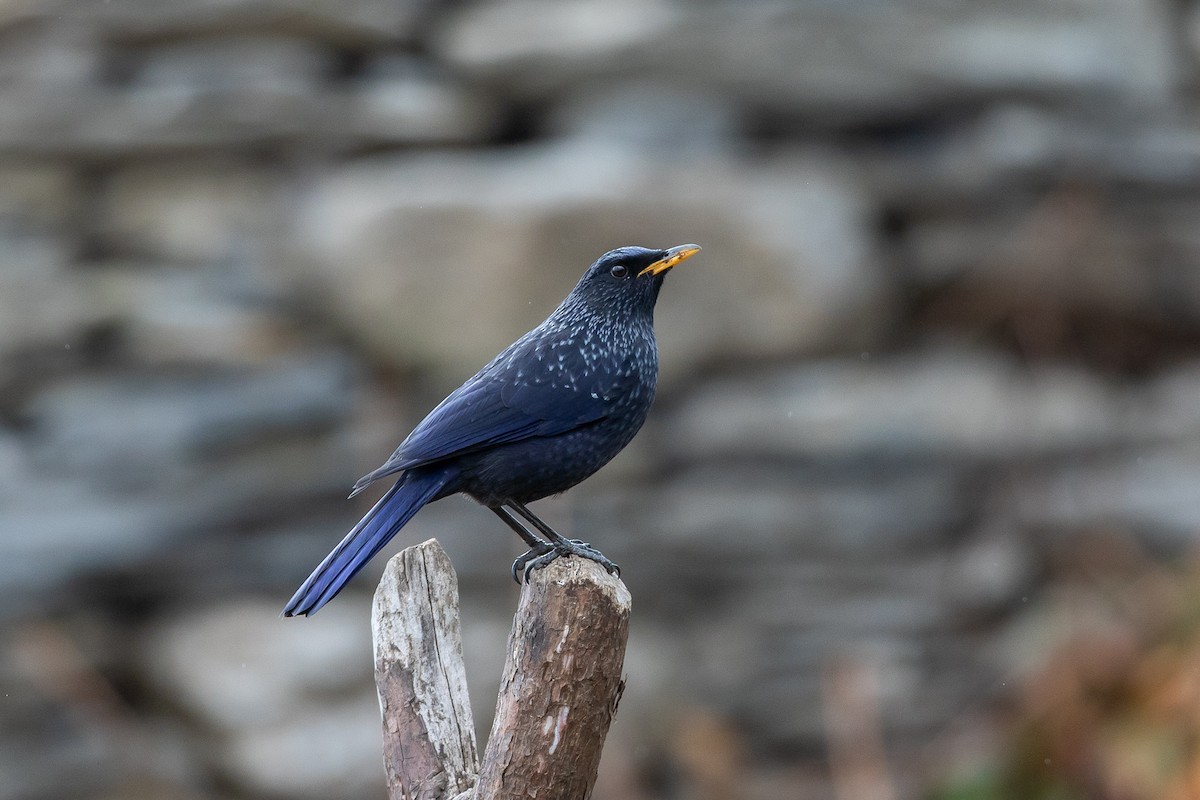 Blue Whistling-Thrush - ML640517891