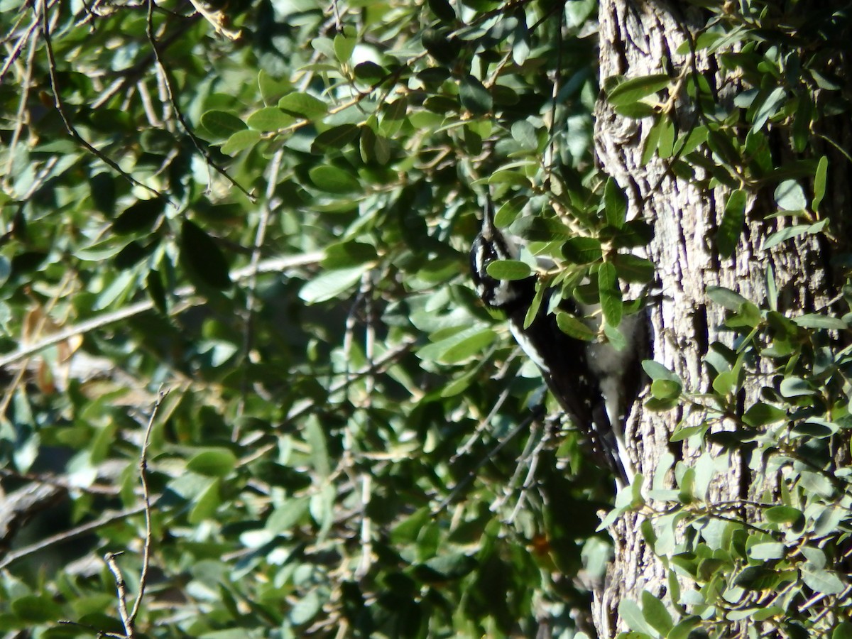 Hairy Woodpecker - ML640517916