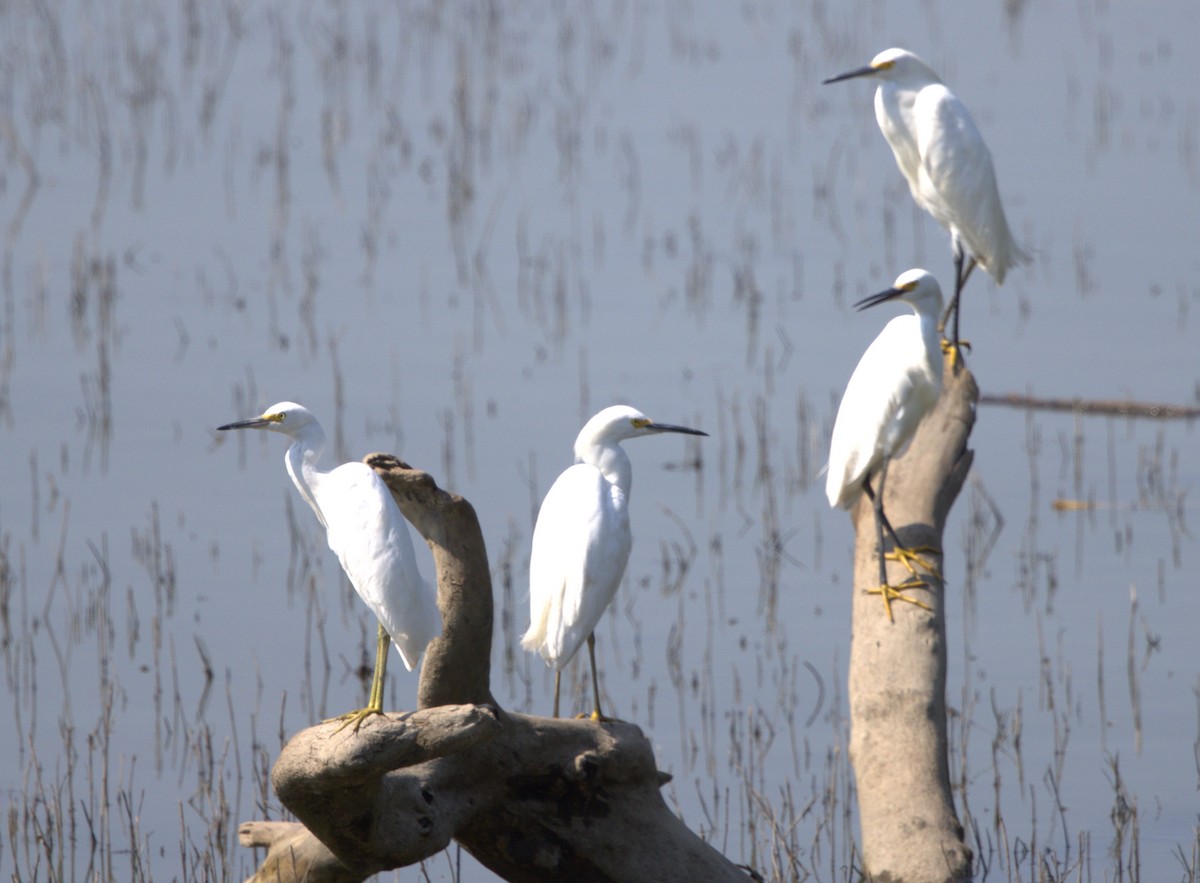 Snowy Egret - ML640517928