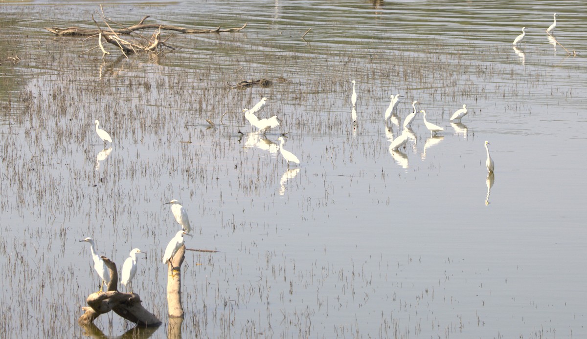 Snowy Egret - ML640517929