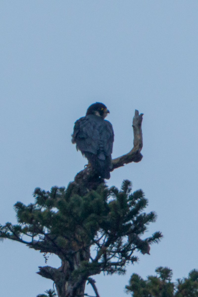 Peregrine Falcon - ML640517943
