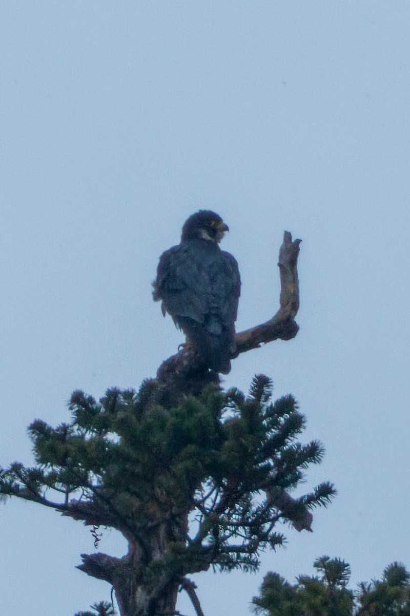 Peregrine Falcon - ML640517944