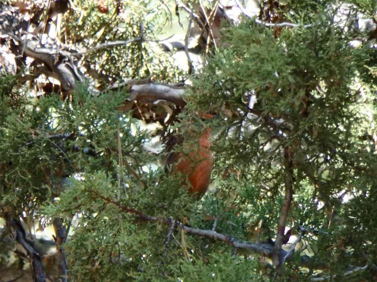 Hepatic Tanager - ML640517945