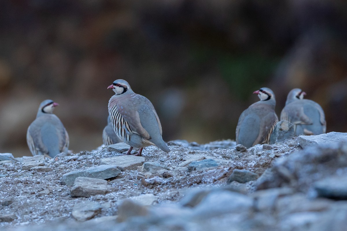 Chukar - ML640517949