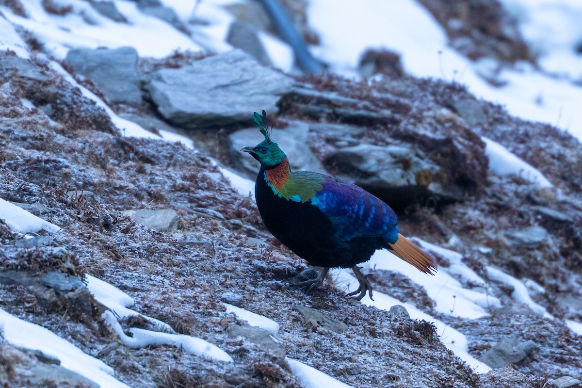 Himalayan Monal - ML640517954