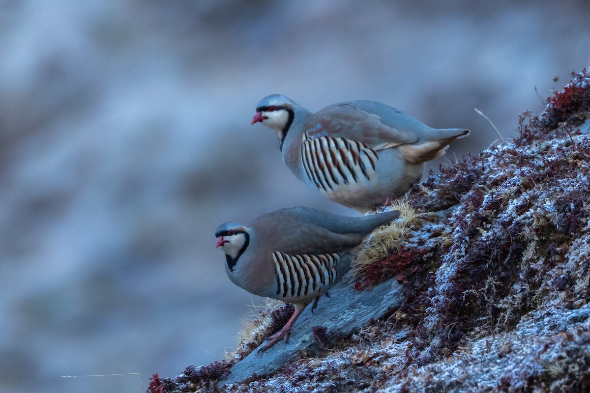 Chukar - ML640517965