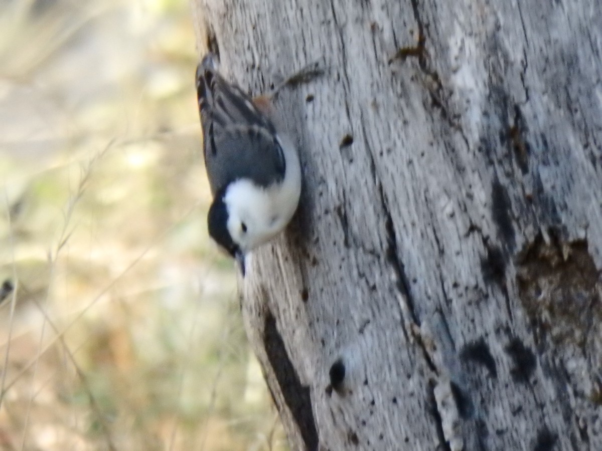 White-breasted Nuthatch - ML640517974