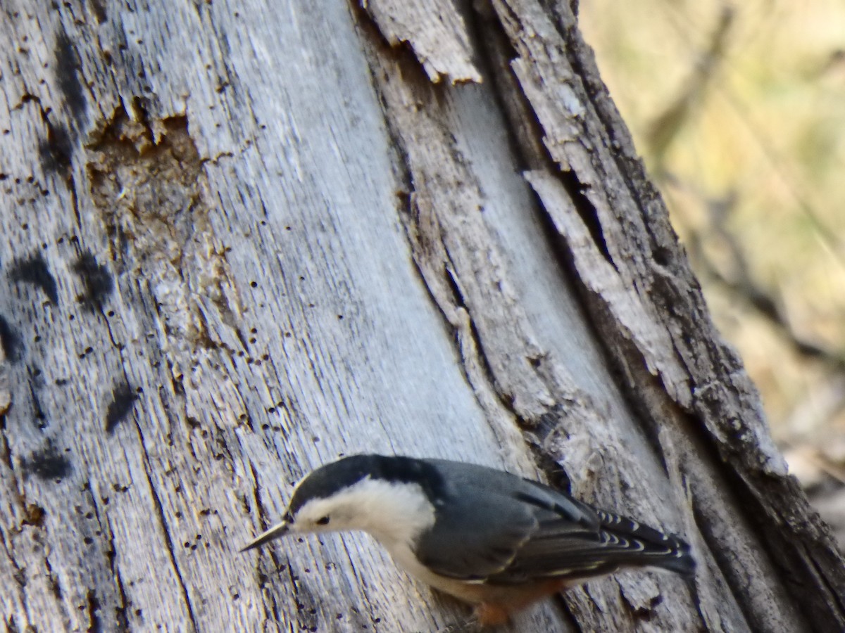 White-breasted Nuthatch - ML640517975