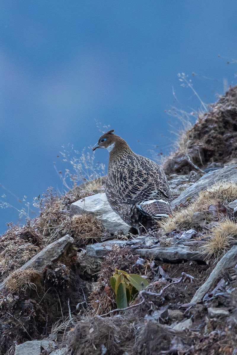 Himalayan Monal - ML640517978
