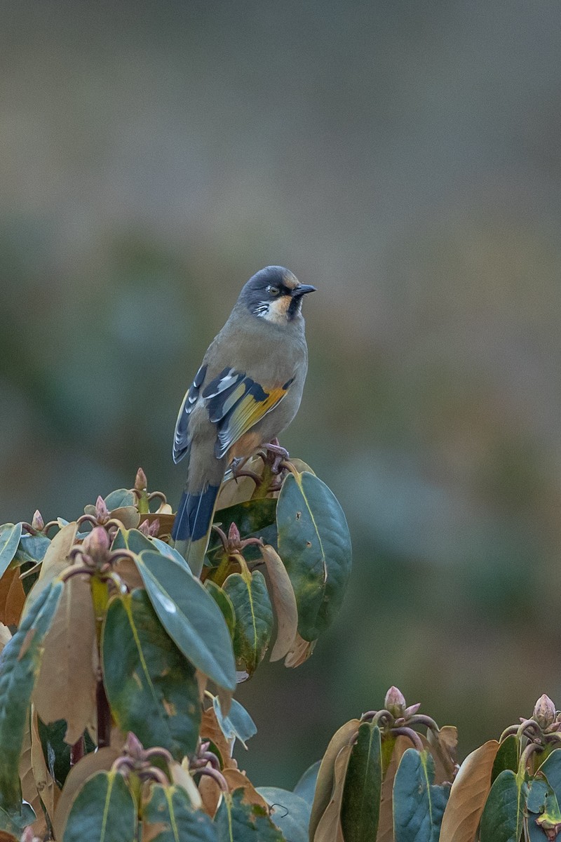 Variegated Laughingthrush - ML640517982