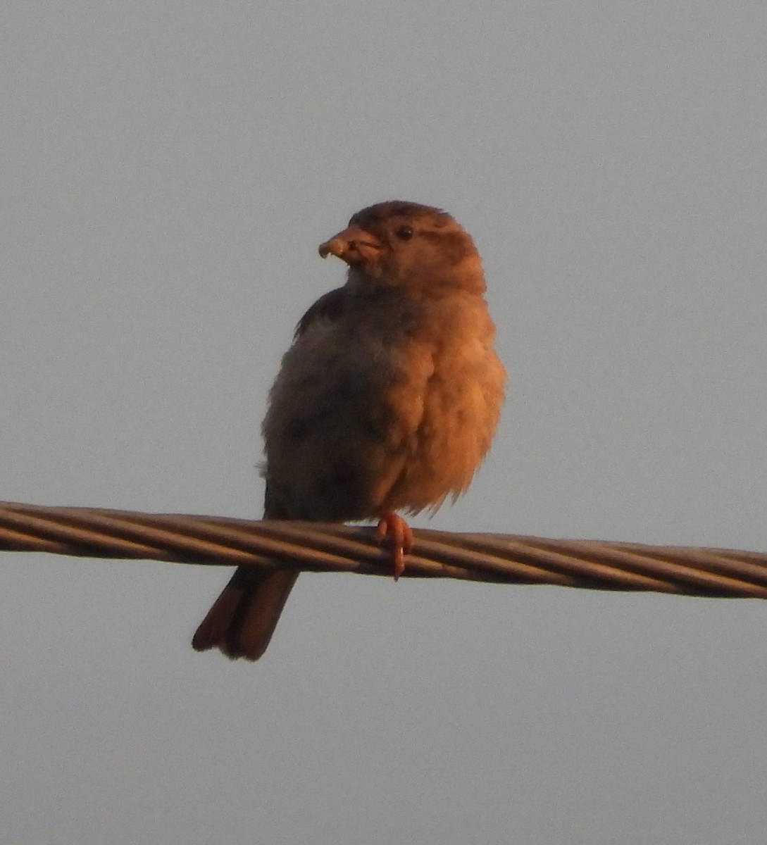 Sind Sparrow - ML640517989