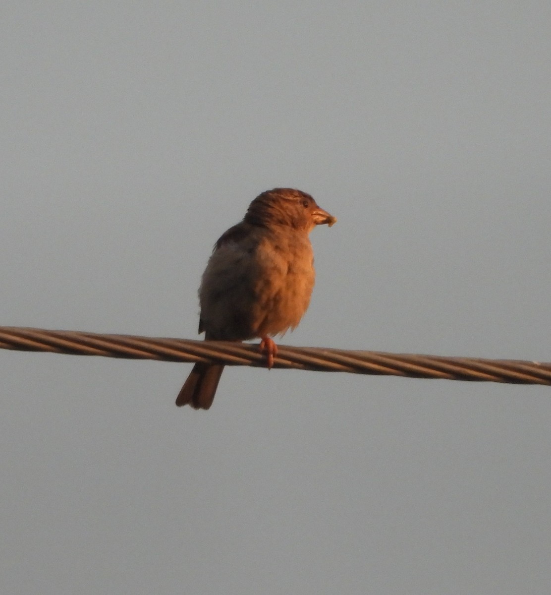 Sind Sparrow - ML640517990