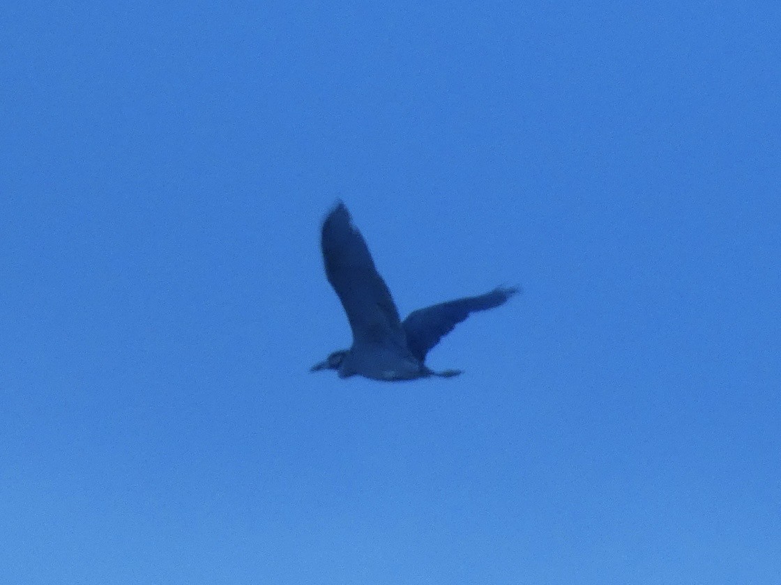 Yellow-crowned Night Heron - ML640517998