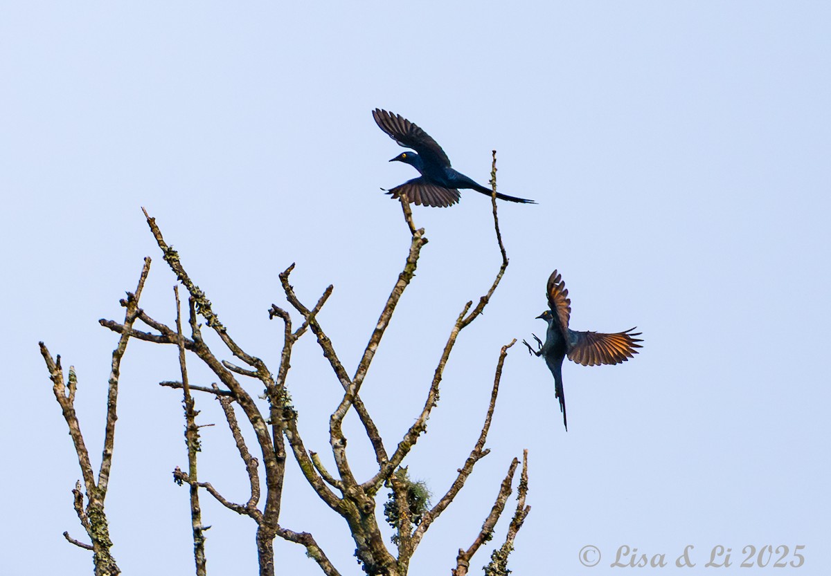 Narrow-tailed Starling - ML640518012