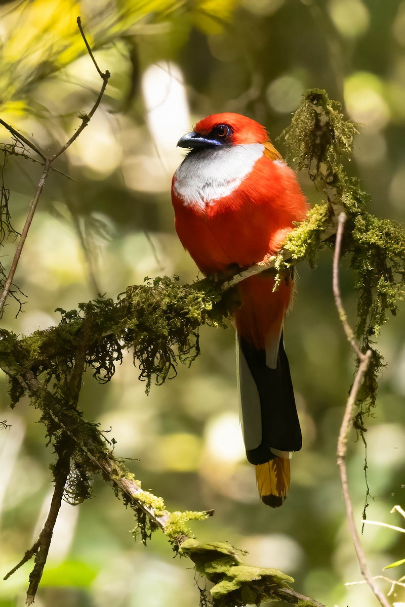 Whitehead's Trogon - ML640518028