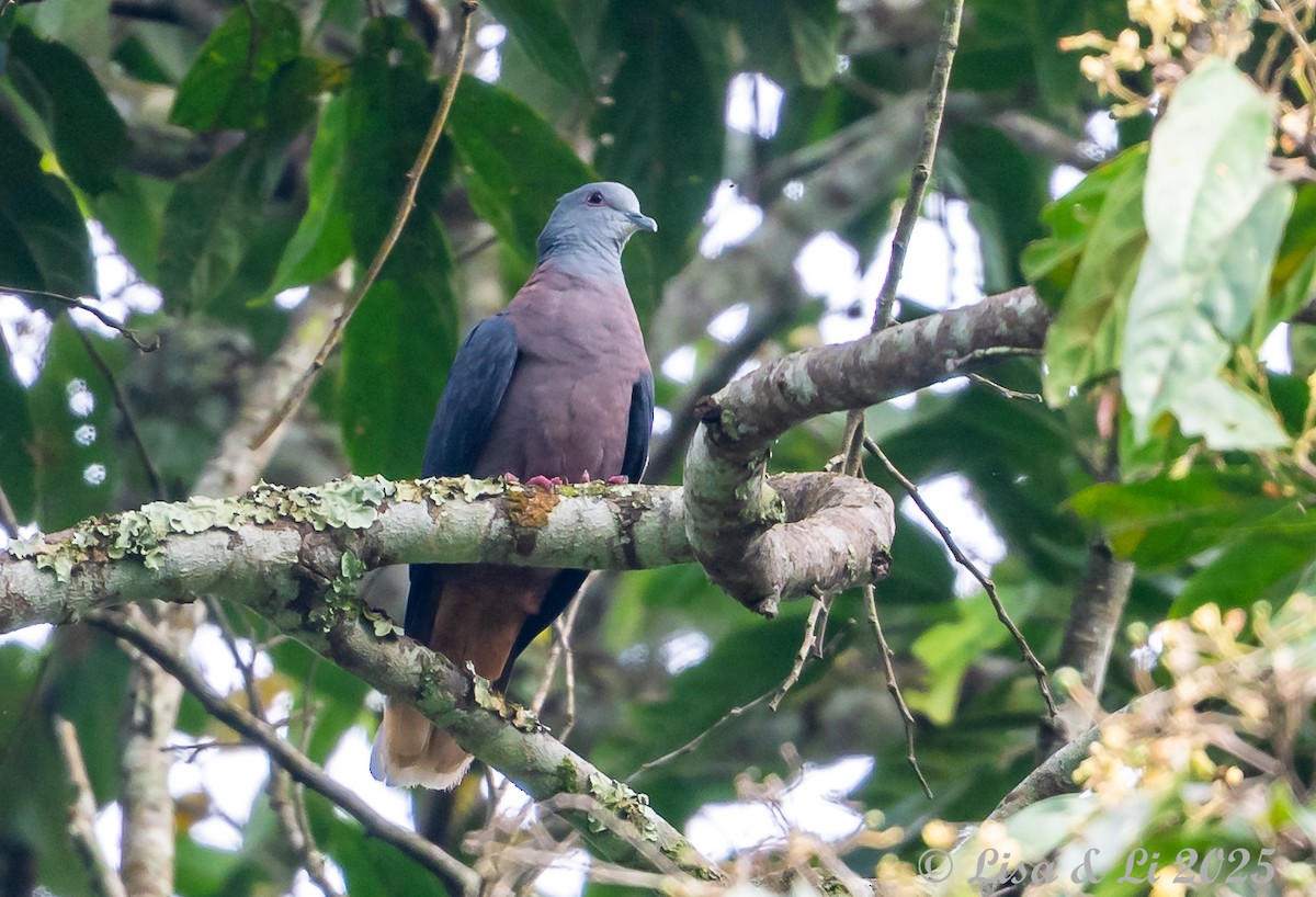 Western Bronze-naped Pigeon - ML640518031