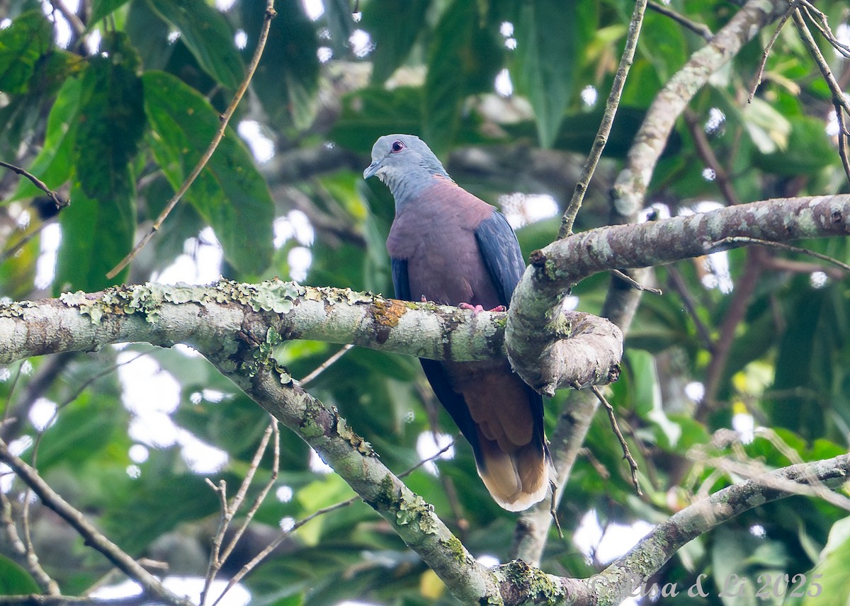 Western Bronze-naped Pigeon - ML640518032