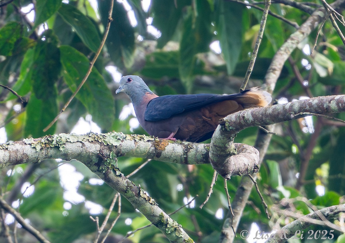 Western Bronze-naped Pigeon - ML640518033