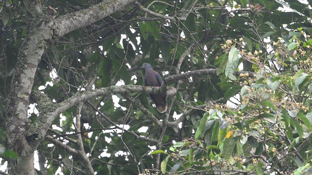 Western Bronze-naped Pigeon - ML640518061