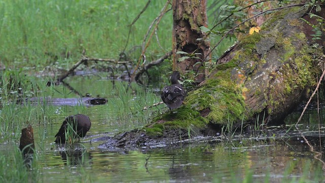 African Black Duck - ML640518100