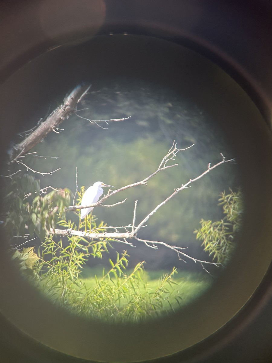 Snowy Egret - ML640518142