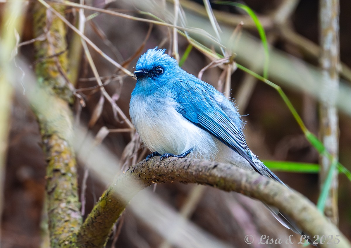 African Blue Flycatcher - ML640518143