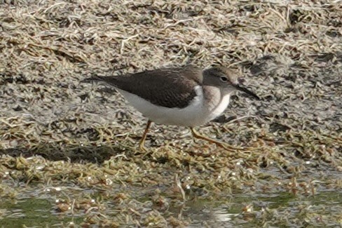 Spotted Sandpiper - ML640518159