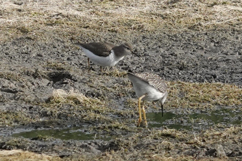 Spotted Sandpiper - ML640518160