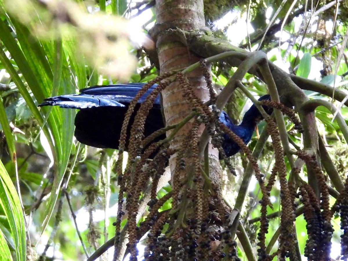 Wattled Guan - ML640518340