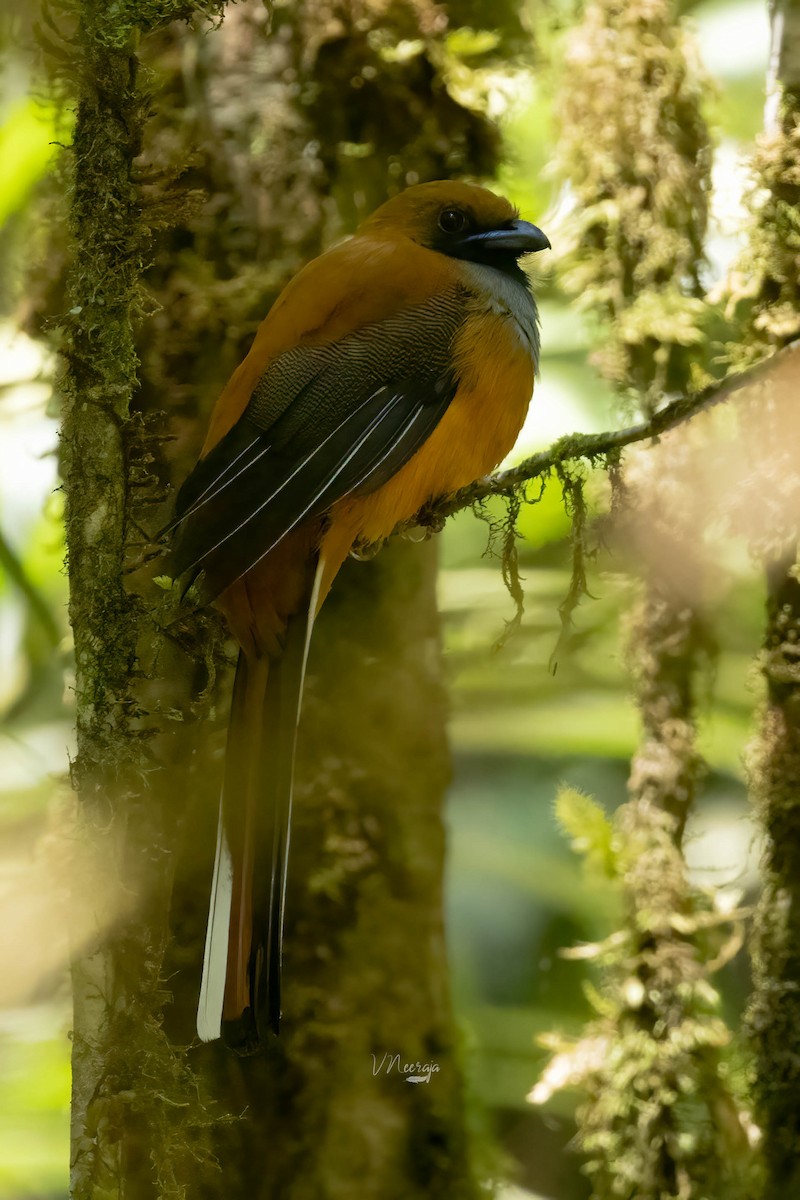 Whitehead's Trogon - ML640518378