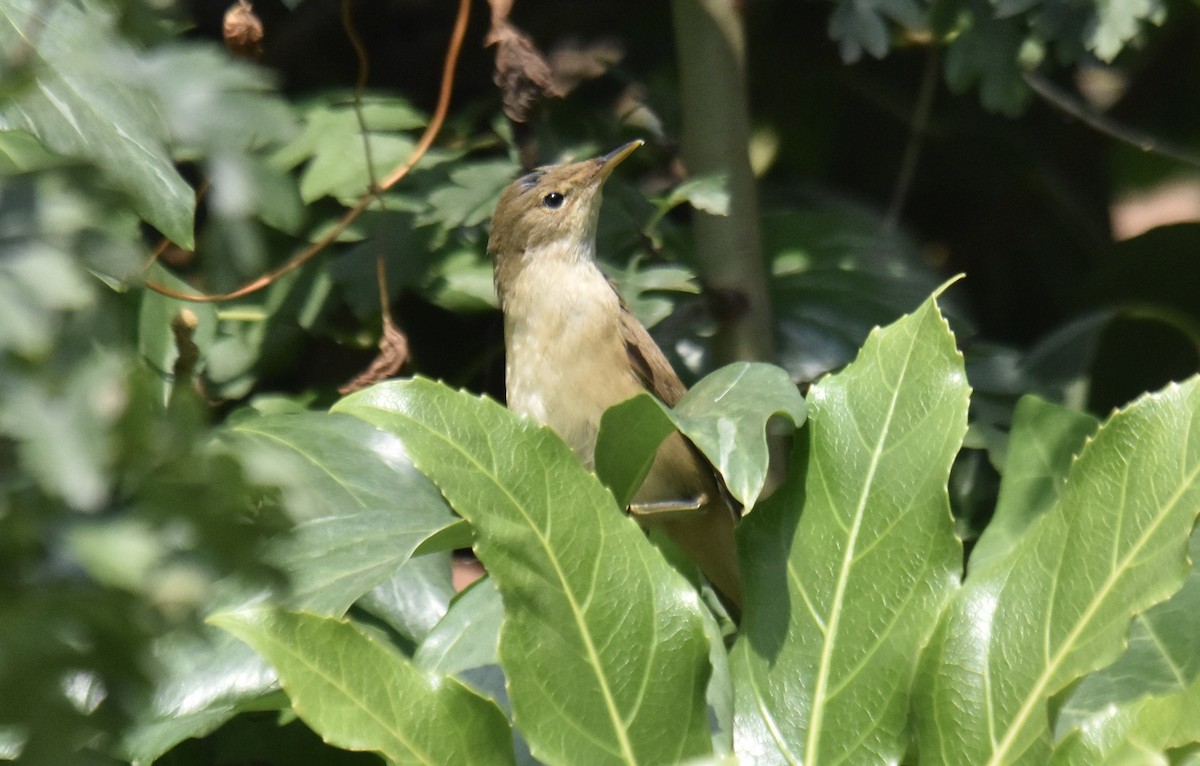 Common Reed Warbler (Common) - ML640518409