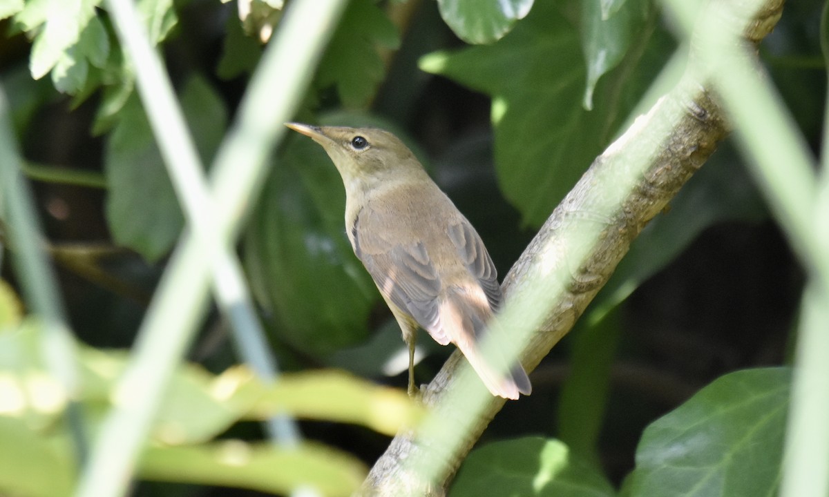 Common Reed Warbler (Common) - ML640518410