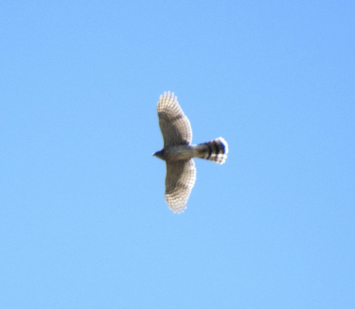 American Goshawk - ML640518424