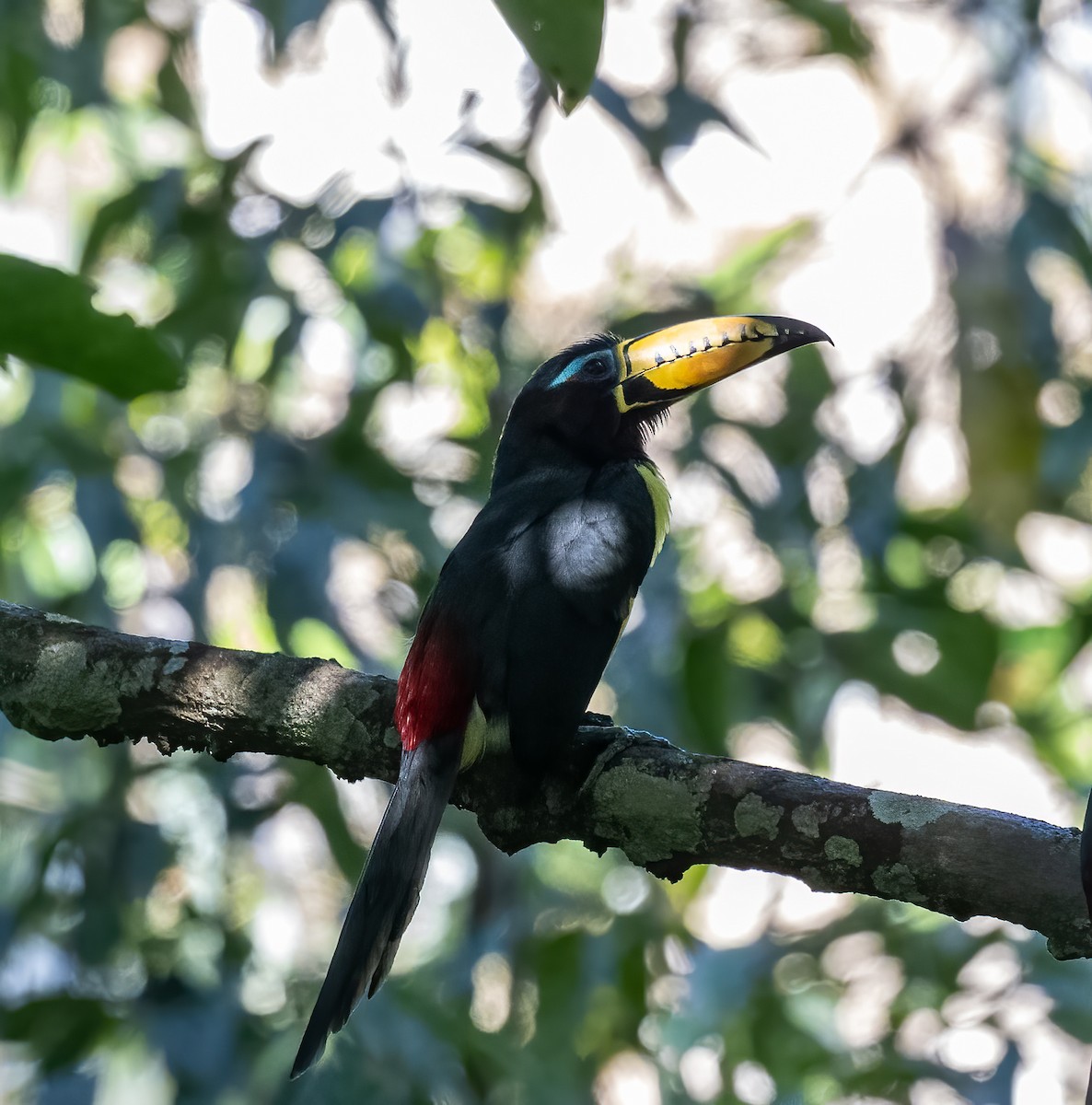 Lettered Aracari - ML640518428