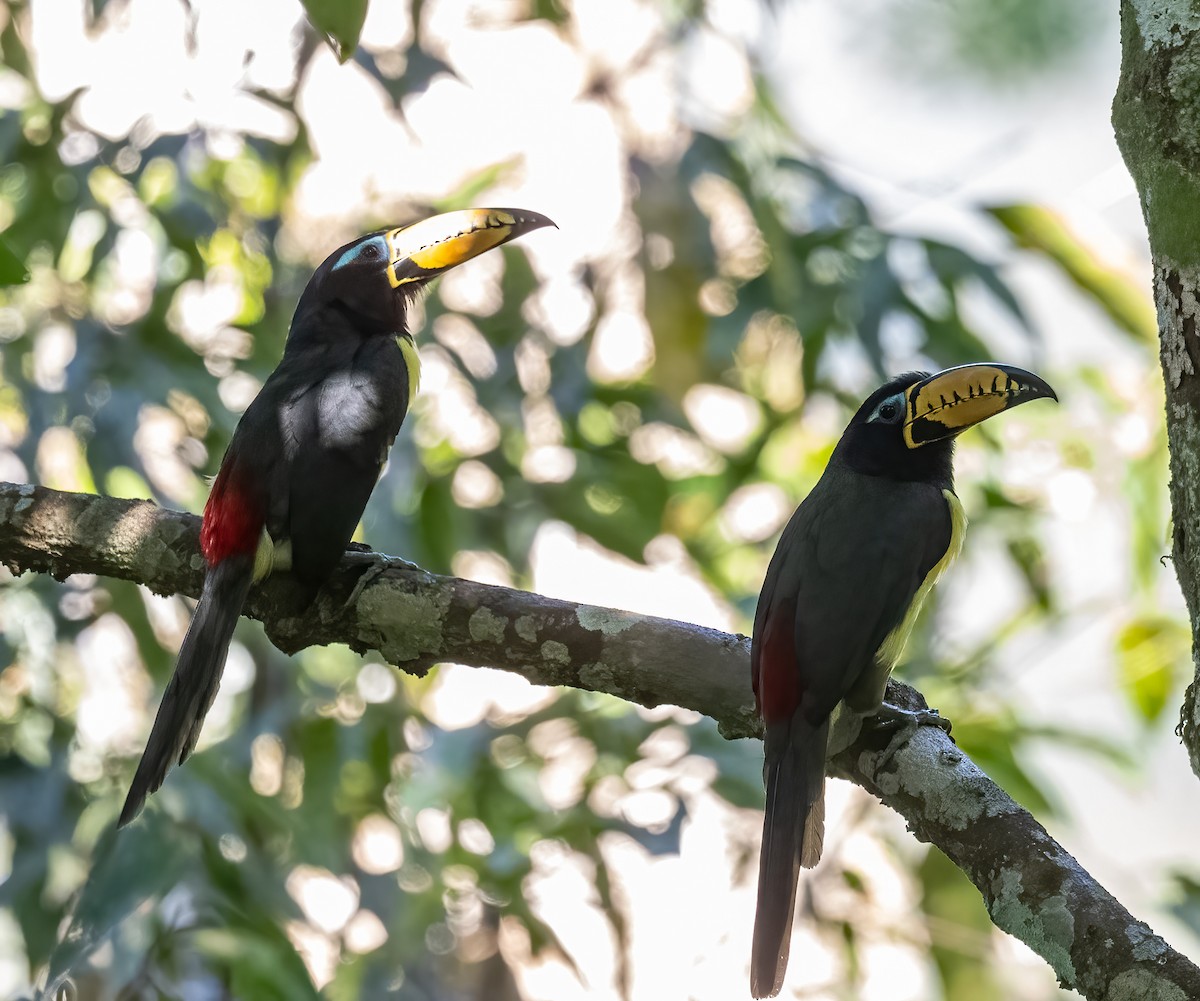 Lettered Aracari - ML640518429
