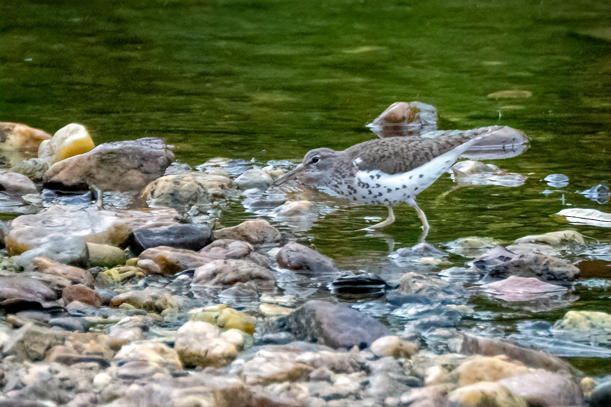 Spotted Sandpiper - ML640518459