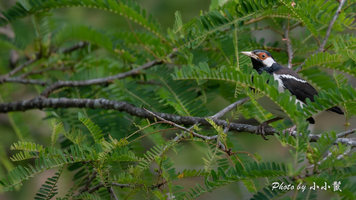 Javan Pied Starling - ML640518475