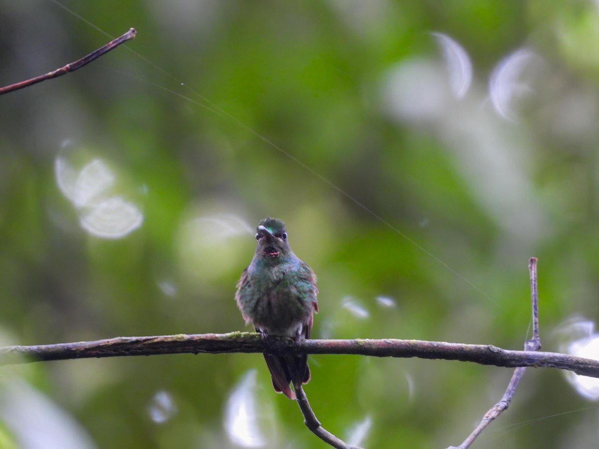 Pink-throated Brilliant - ML640518516