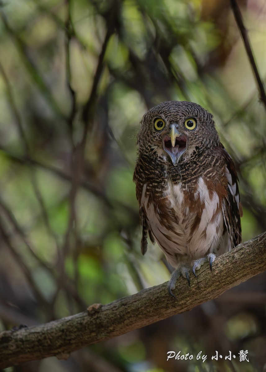 Javan Owlet - ML640518531