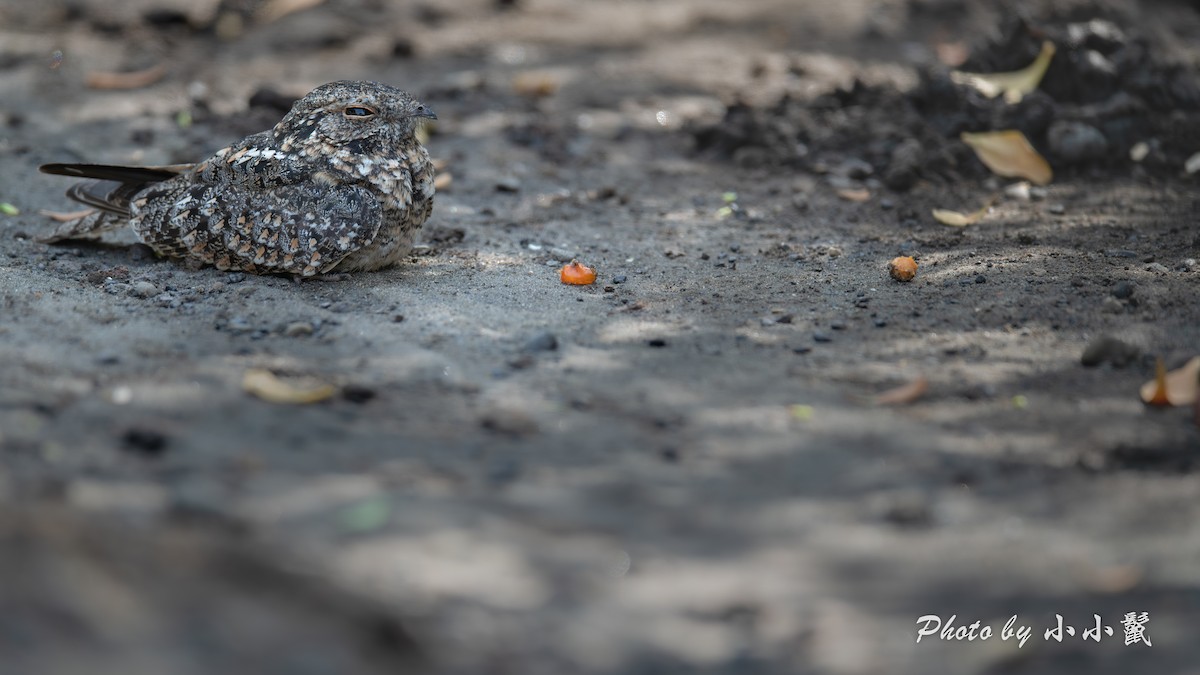 Savanna Nightjar (Sunda) - ML640518534